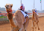 الهجن علاقة قديمة تتجدد