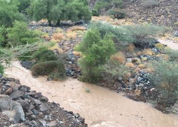 بهجة الأمطار تعم دولة الإمارات